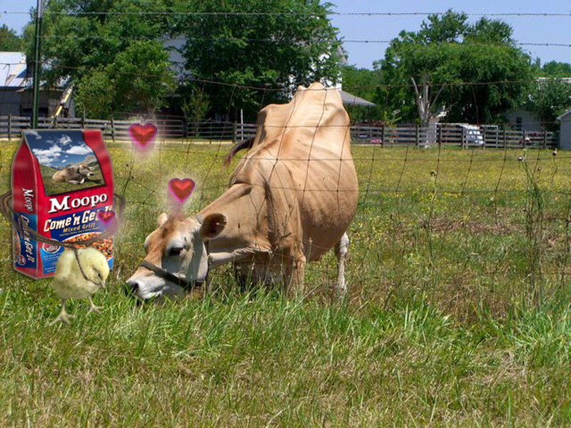 Photoshop Design by dhallfxs for DesignCrowd (Community Contests) | Design #8973864