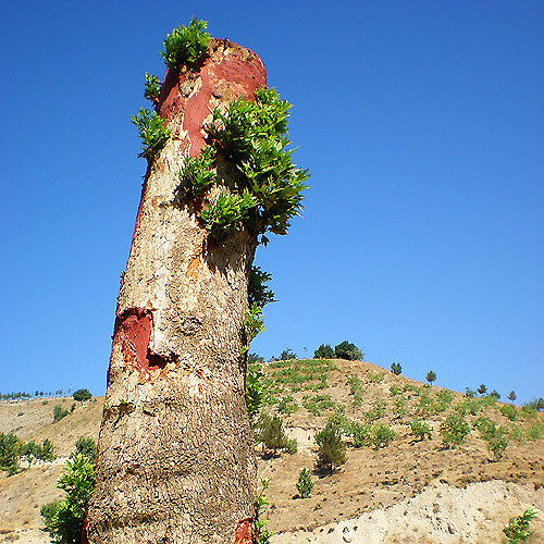 Photography by amirbse for DesignCrowd (Community Contests) | Design #8968060