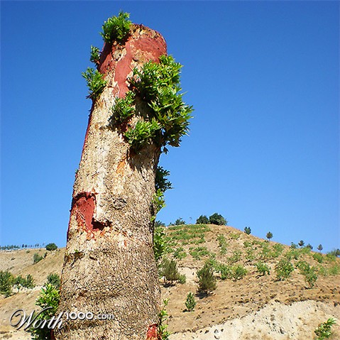 Photography by amirbse