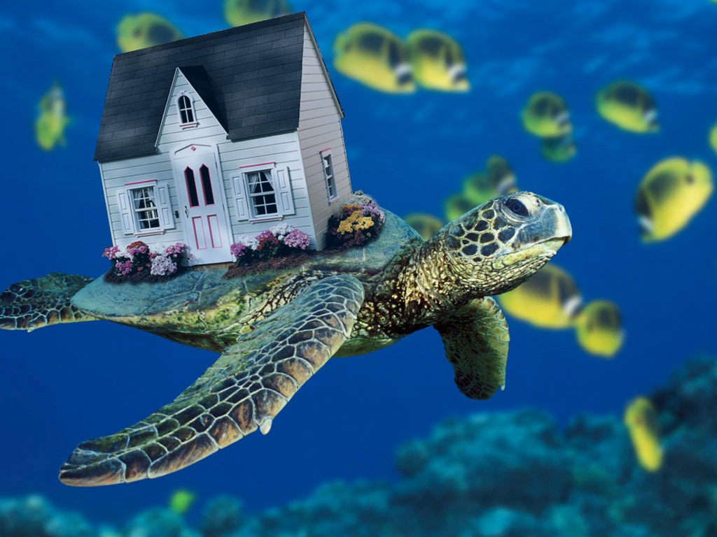 Photoshop Design by oohlala13 for DesignCrowd (Community Contests) | Design #8973838