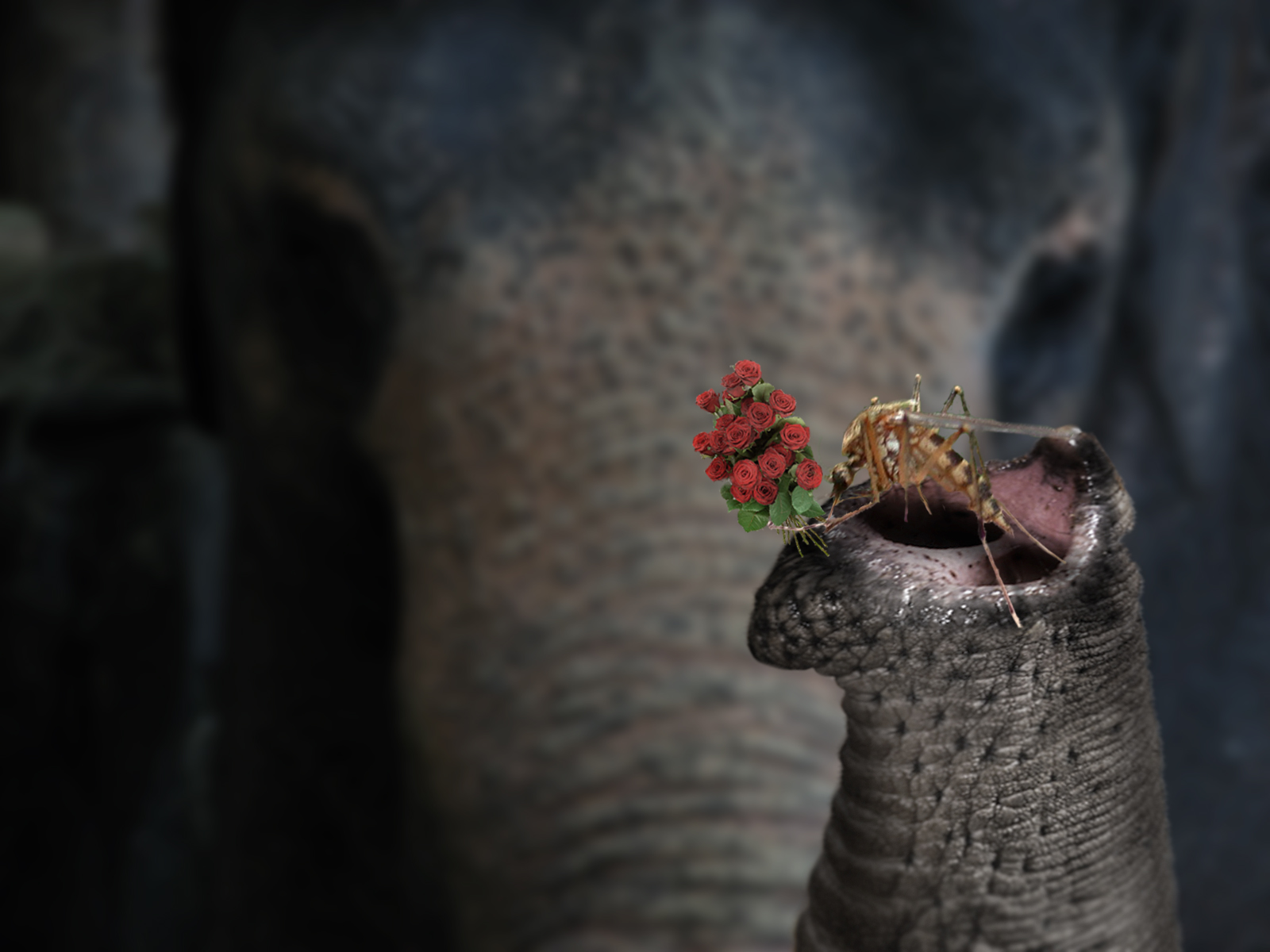 Photoshop Design by Piefke for DesignCrowd (Community Contests) | Design #8973908