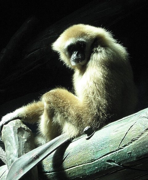 Fotografía por Solipse1 para DesignCrowd (Community Contests) | Diseño #8968332