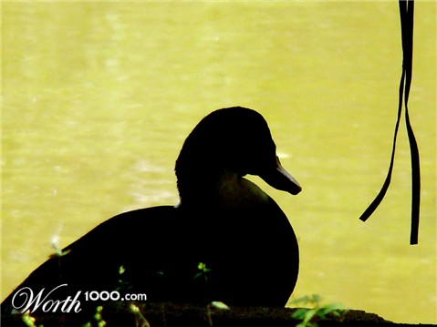 Photography by marssaf