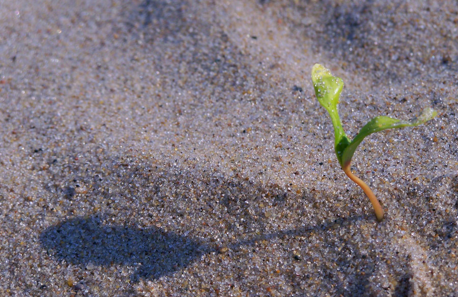 Fotografie von ajflyingfrog für DesignCrowd (Community Contests) | Design #8967532