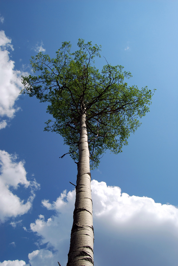 Fotografie von Tiffa130 für DesignCrowd (Community Contests) | Design #8967541