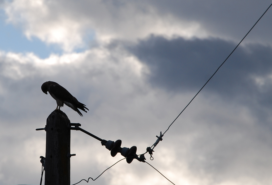 Fotografía por Tiffa130 para DesignCrowd (Community Contests) | Diseño #8967872