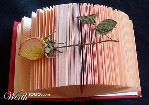 Photography by memool