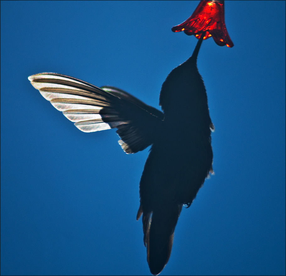 Fotografie von ClickChick für DesignCrowd (Community Contests) | Design #8967878