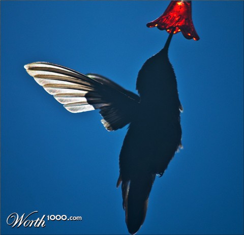 Photography by ClickChick