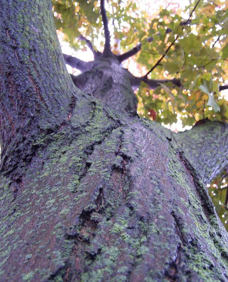 Photographie par ileternaljoker pour DesignCrowd (Community Contests) | Design #8967551