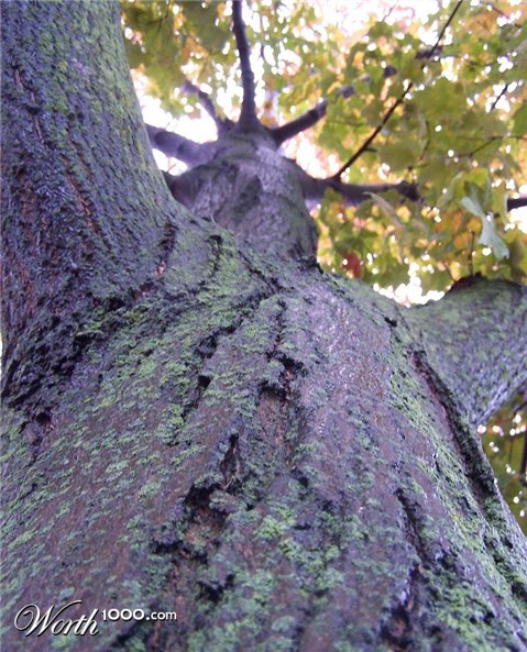 Photography by ileternaljoker