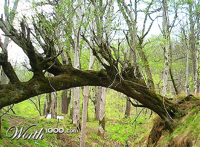 Photography by memool