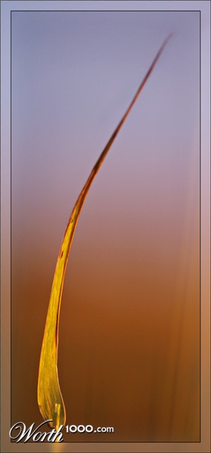 Photography by MasterGnu