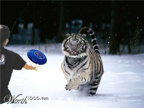 Photoshop Design by studiotexsmyth