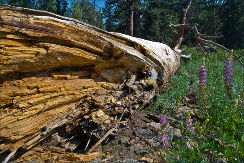 Fotografie von ClickChick für DesignCrowd (Community Contests) | Design #8967590