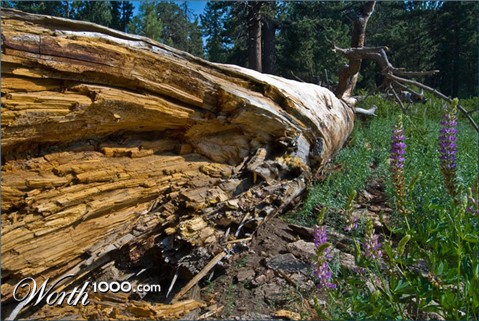 Photography by ClickChick