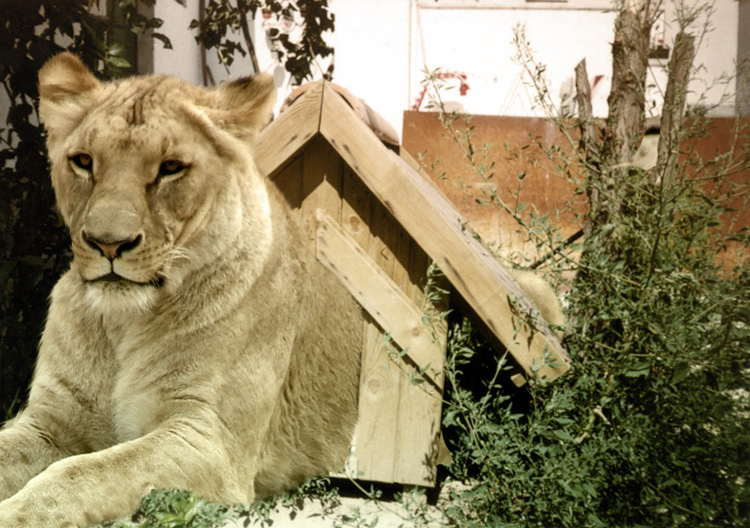 Photoshop-Design von subhani für DesignCrowd (Community Contests) | Design #8969238