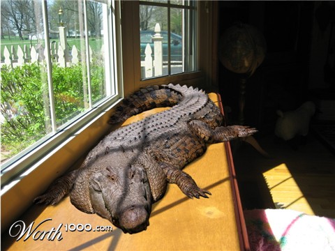 Photoshop Design by reliable