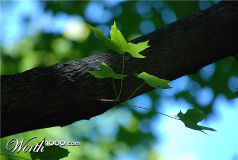 Photography by kamran23