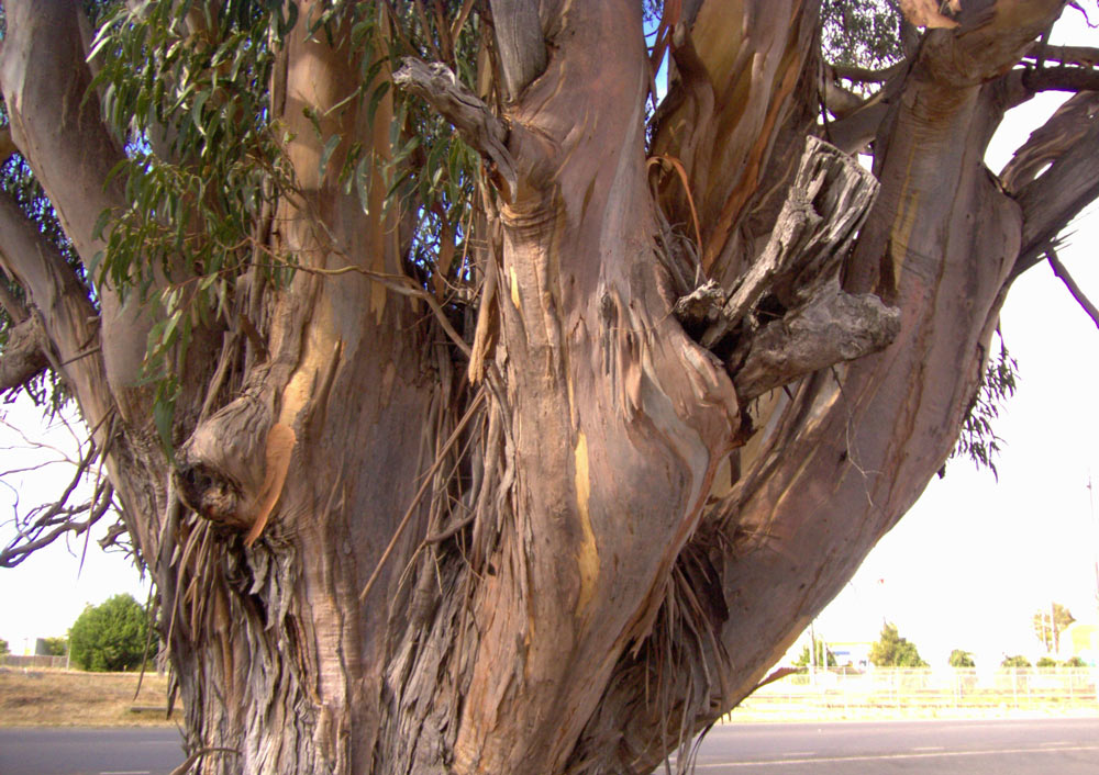 Fotografía por rexybaby para DesignCrowd (Community Contests) | Diseño #8967578