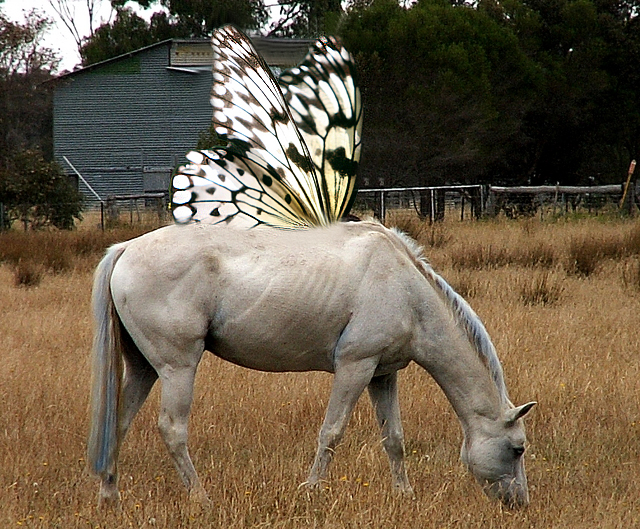 Photoshop Design by fazhead for DesignCrowd (Community Contests) | Design #8969439