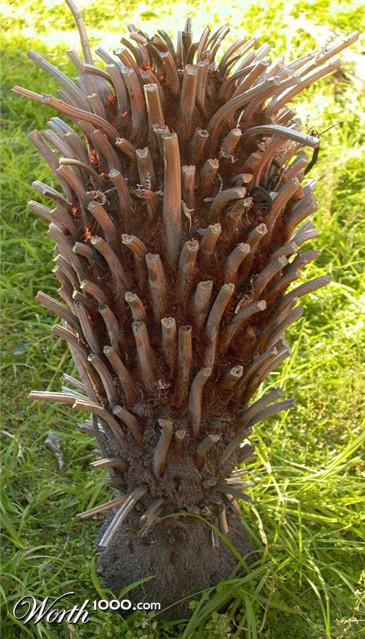 Photography by alexiit