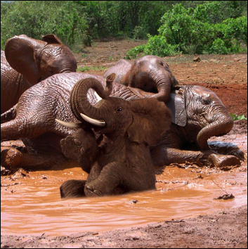 Diseño de Photoshop por fredstar para DesignCrowd (Community Contests) | Diseño #8971411