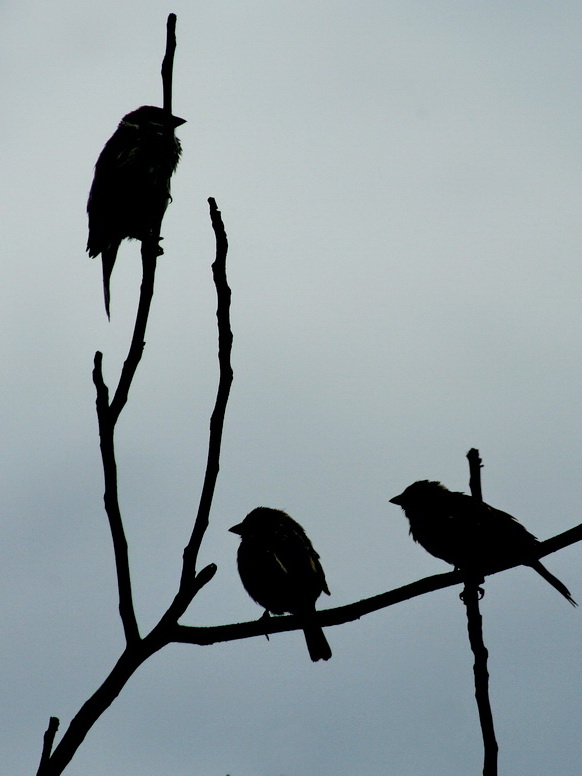 Photographie par mzmzmzmz pour DesignCrowd (Community Contests) | Design #8967951