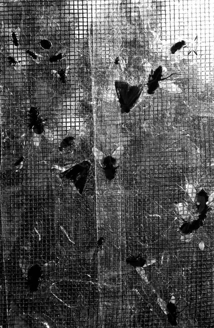 Fotografía por Seba86 para DesignCrowd (Community Contests) | Diseño #8967974