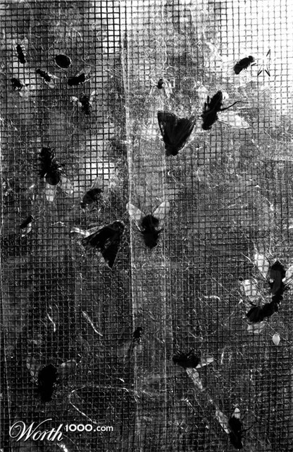 Photography by Seba86