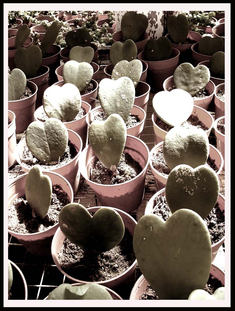 Photography by nitingale for DesignCrowd (Community Contests) | Design #8973420