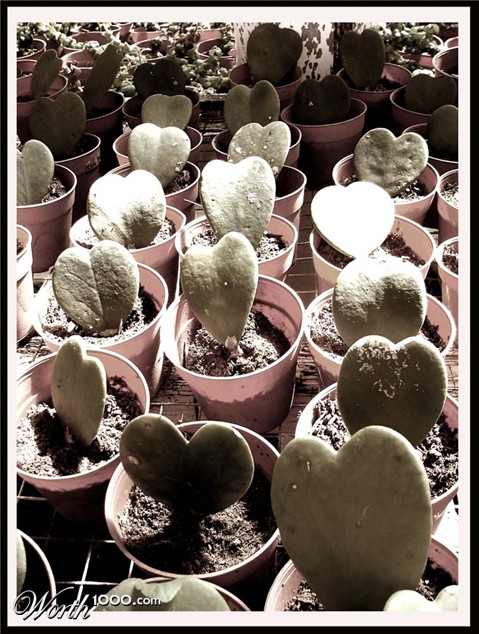 Photography by nitingale