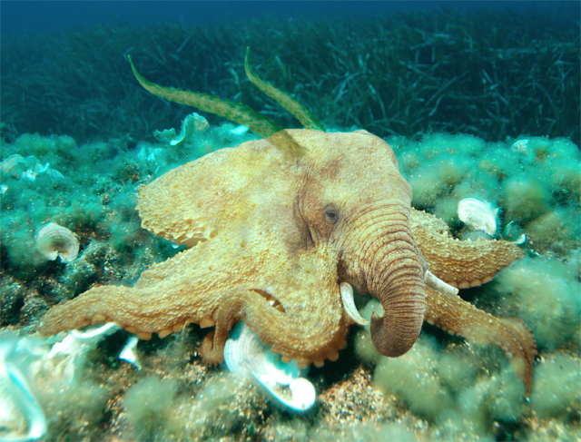 Photoshop-Design von doomsdarkgraves für DesignCrowd (Community Contests) | Design #8969017