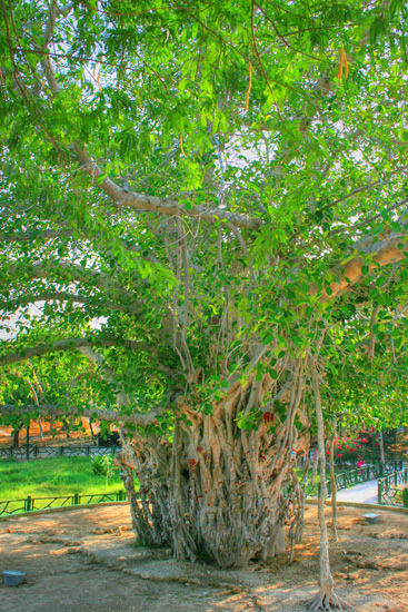 Fotografía por leiail para DesignCrowd (Community Contests) | Diseño #8967674