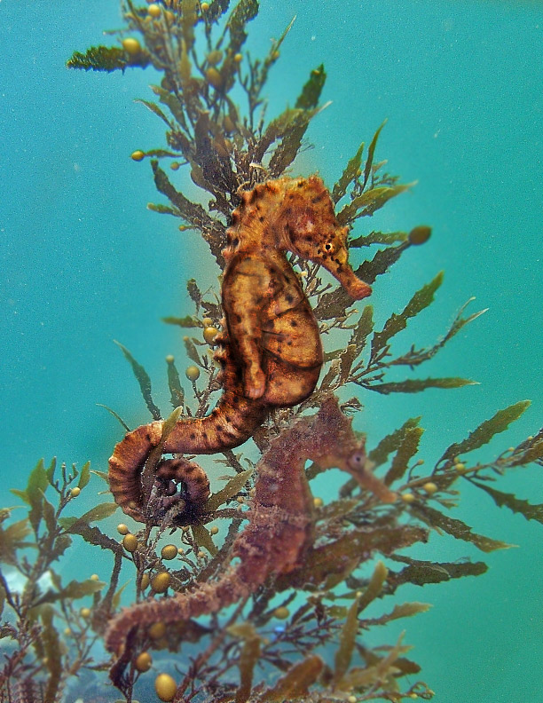 Photoshop Design by Titotranscom for DesignCrowd (Community Contests) | Design #8968992