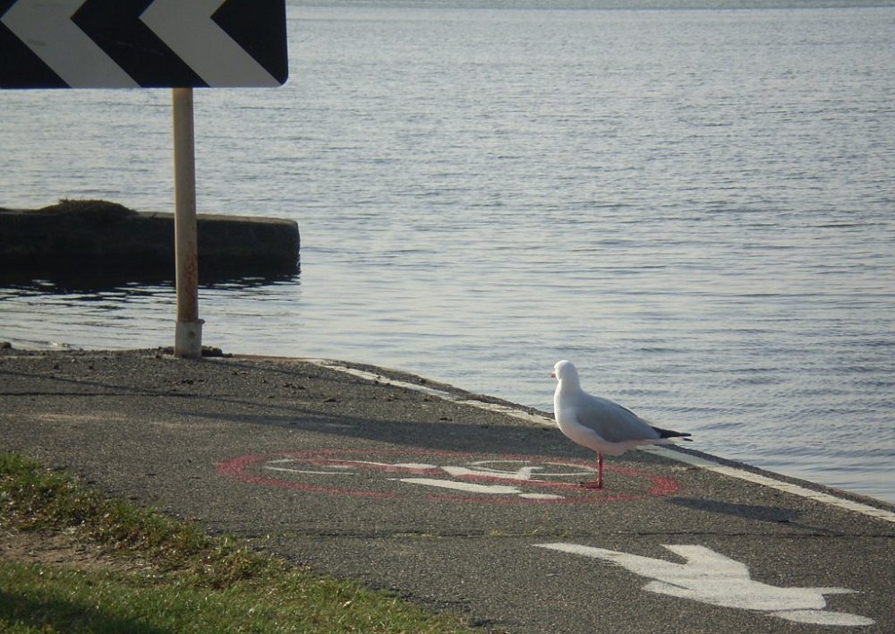 Photographie par littlefrog pour DesignCrowd (Community Contests) | Design #8968279