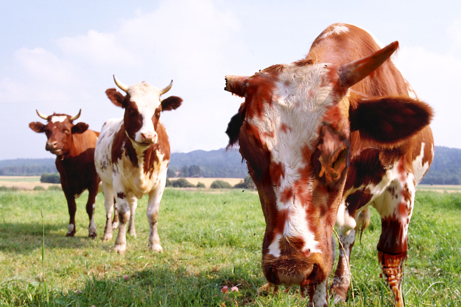 Photoshop Design by RemyAngel for DesignCrowd (Community Contests) | Design #8969718