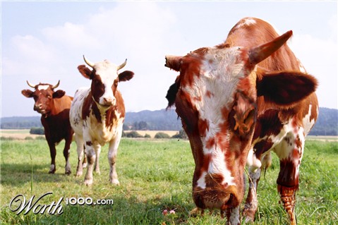 Photoshop Design by RemyAngel