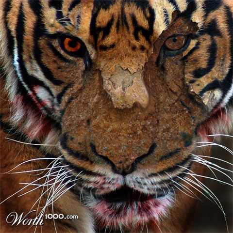 Photoshop Design by giba00