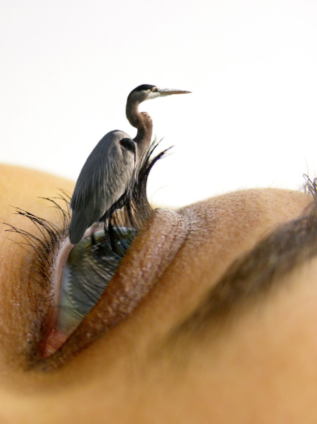 Photoshop-Design von badapoum für DesignCrowd (Community Contests) | Design #8971474