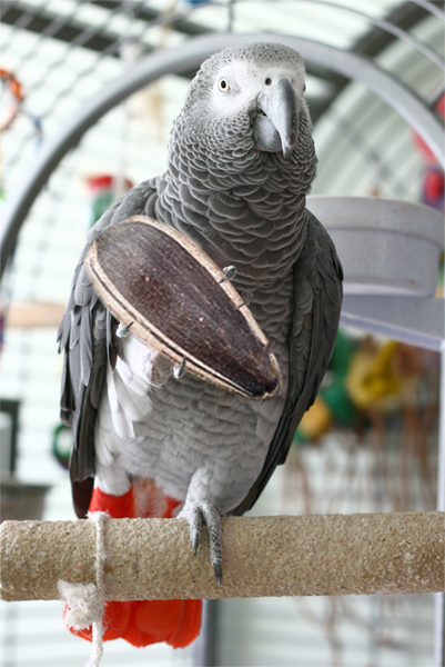 Photoshop-Design von Coschie für DesignCrowd (Community Contests) | Design #8971459