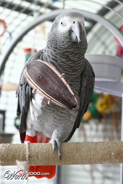 Photoshop Design by Coschie