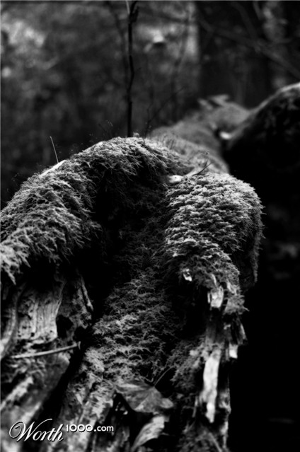Photography by Mitch Slayton