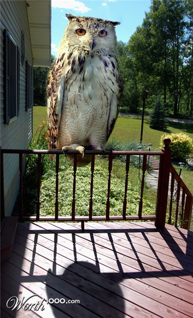 Photoshop Design by Chimmi