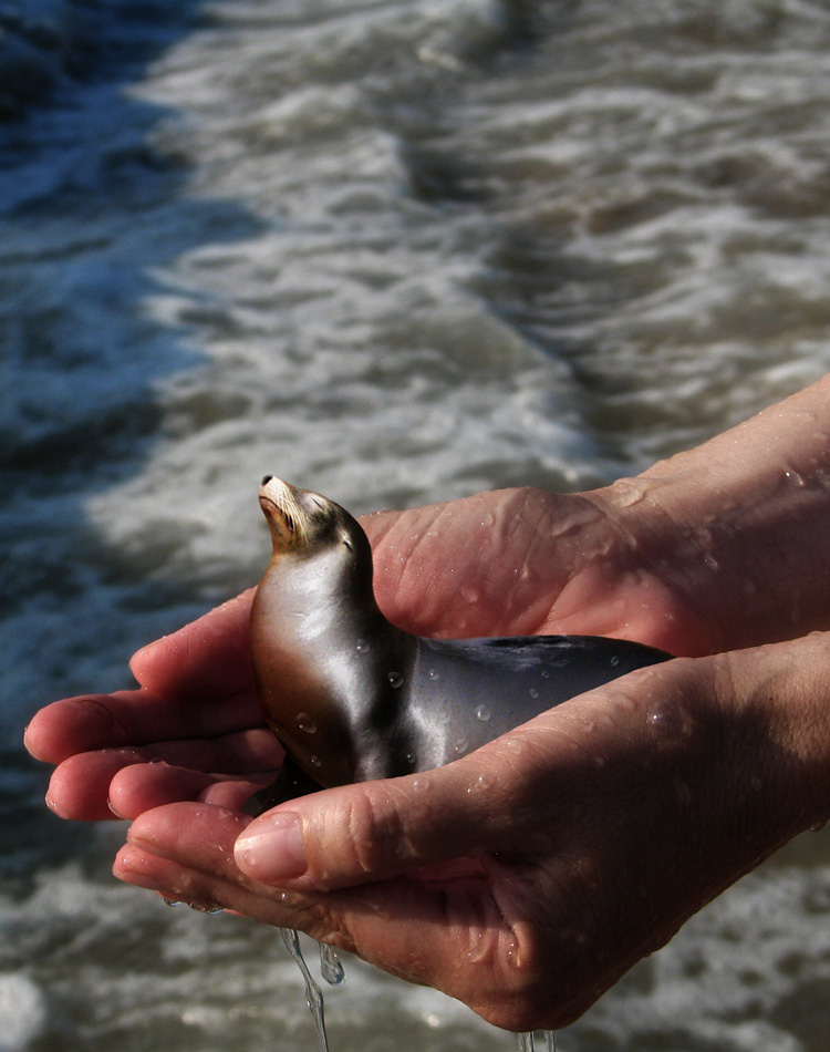 Photoshop-Design von phillpsp für DesignCrowd (Community Contests) | Design #8971456