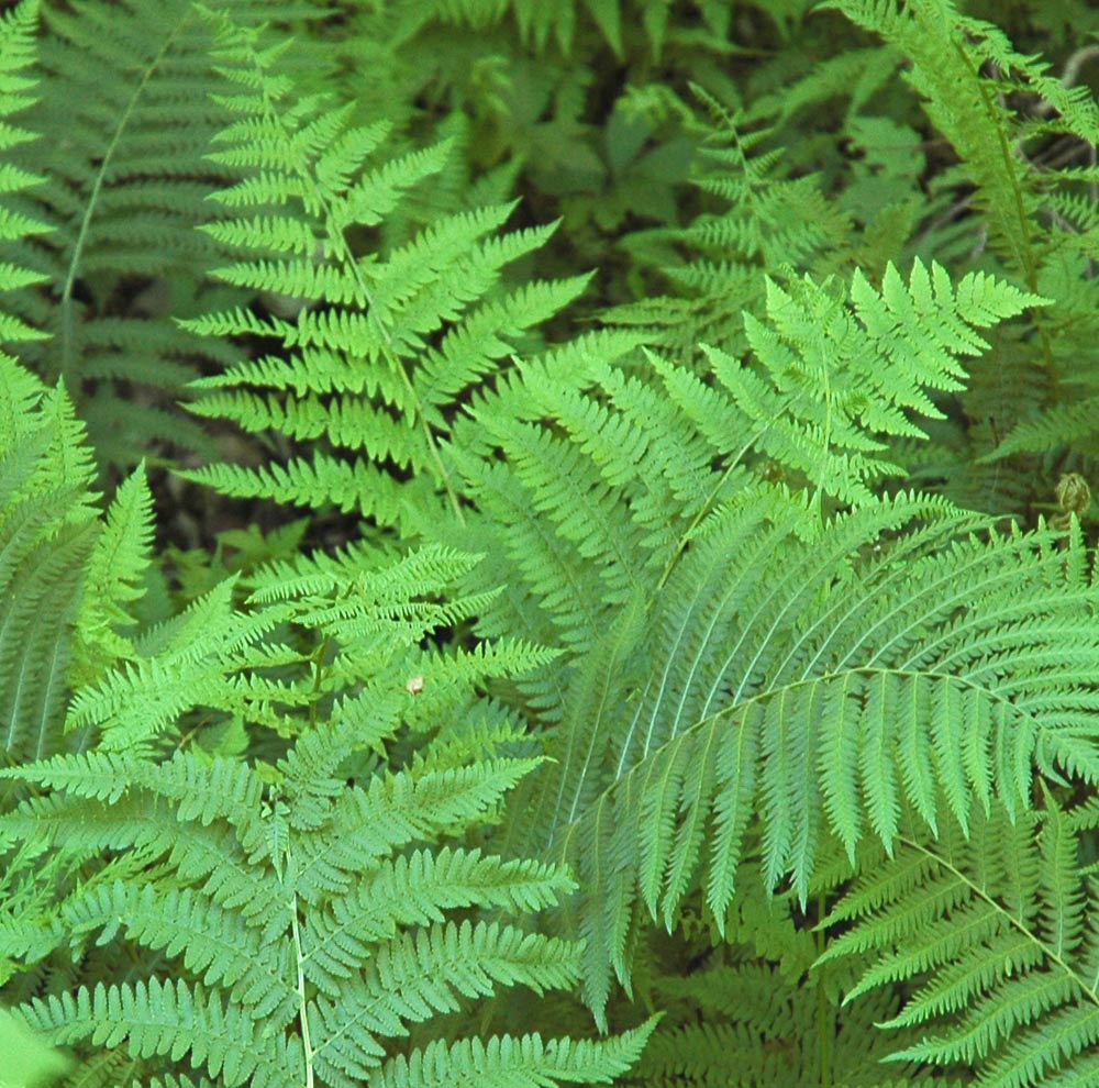 Photographie par Lmorrow57 pour DesignCrowd (Community Contests) | Design #8967502