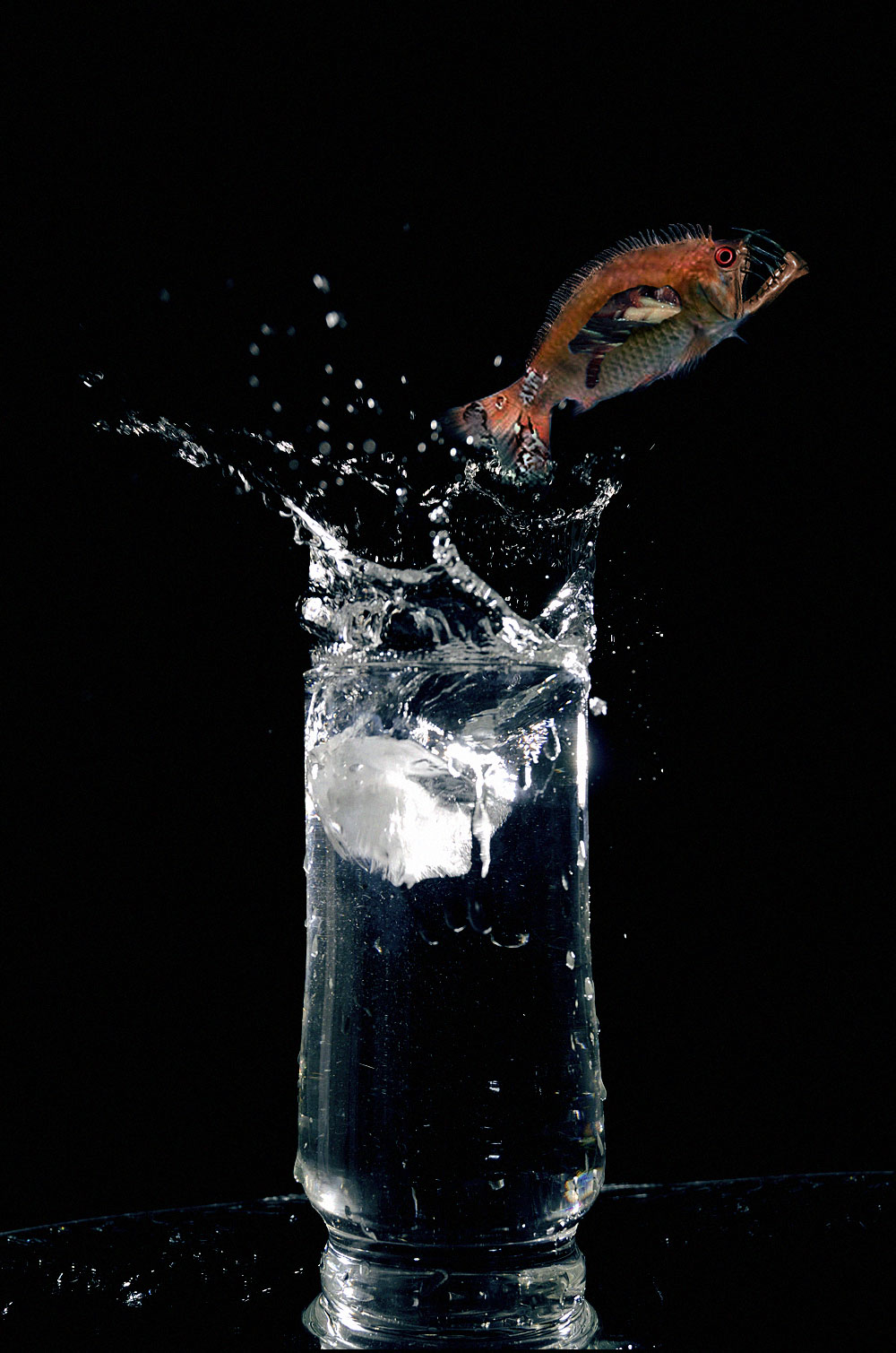 Photoshop Design by A1A1L1O1A1A1M2 for DesignCrowd (Community Contests) | Design #8969806