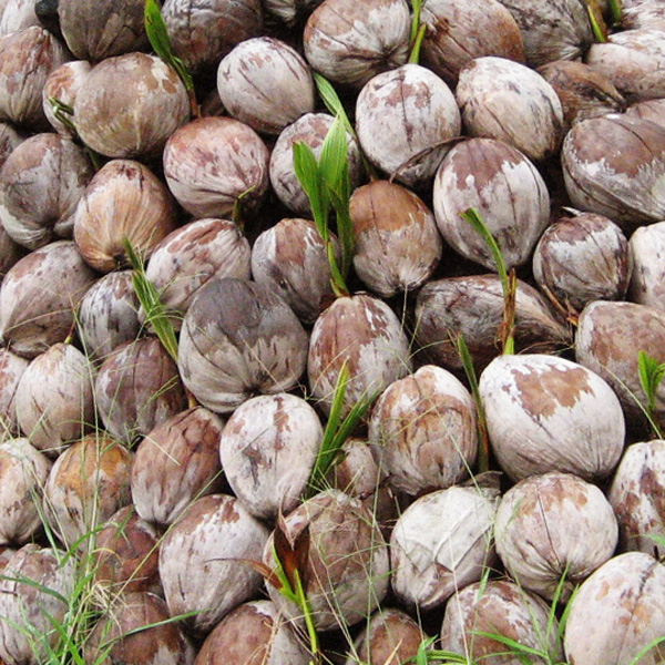 Fotografie von mangoslushy für DesignCrowd (Community Contests) | Design #8967475