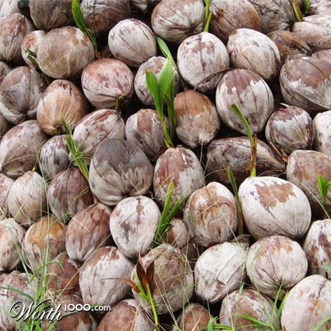 Photography by mangoslushy