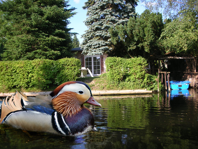 Photoshop-Design von MarkusBCS für DesignCrowd (Community Contests) | Design #8971505